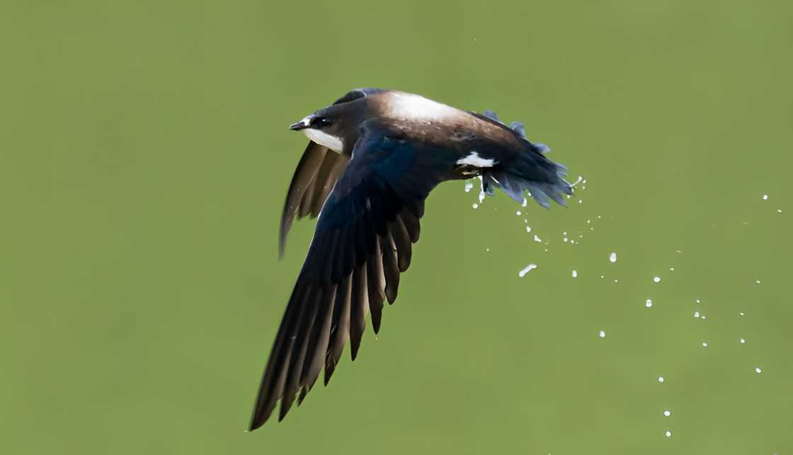 The white-throated needletail flying against the sky