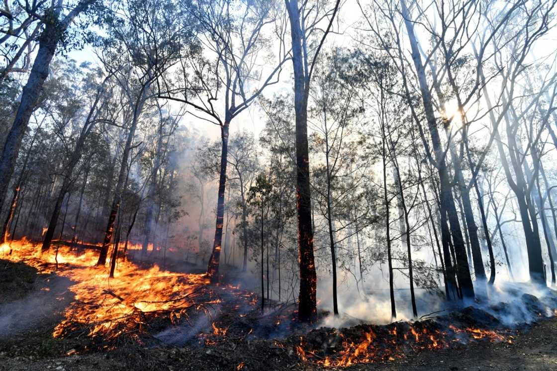 Australia's 2019-2020 Black Summer bushfires had a devastating impact on the country's unique flora and fauna, with some estimates putting the death toll at nearly half a billion animals in one state alone Australia's 2019-2020 Black Summer bushfires had a devastating impact on the country's unique flora and fauna, with some estimates putting the death toll at nearly half a billion animals in one state alone