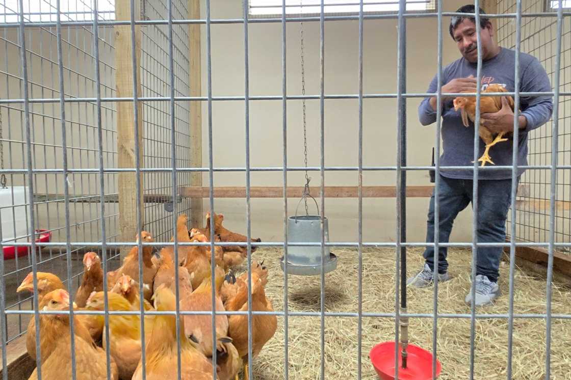 A worker holds a hen at Wabash Feed & Garden in Houston, Texas, which is doing brisk business as bird flu causes an egg shortage A worker holds a hen at Wabash Feed & Garden in Houston, Texas, which is doing brisk business as bird flu causes an egg shortage