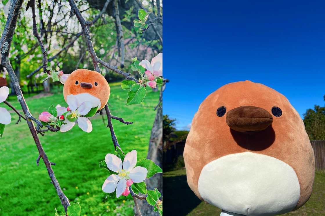 Santino the Platypus is on a tree branch, and she is on a green grass Santino the Platypus is on a tree branch, and she is on a green grass