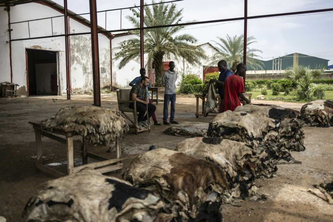 Ztannery processes goat and sheep hides from across Nigeria Ztannery processes goat and sheep hides from across Nigeria