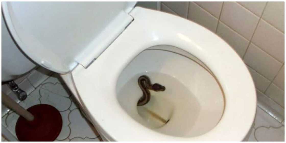 5 unbeatable ways to prevent snakes from entering your toilets in 2021 5 unbeatable ways to prevent snakes from entering your toilets in 2021