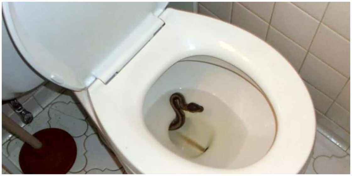 5 unbeatable ways to prevent snakes from entering your toilets in 2021