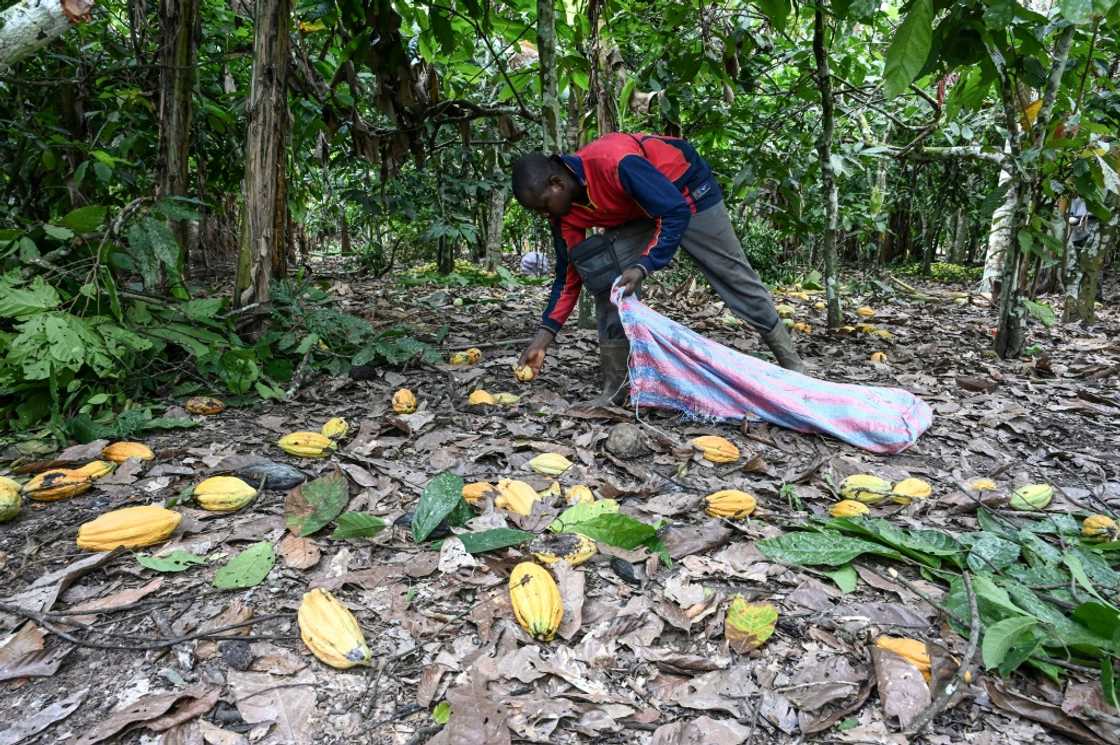 Unusually heavy rains have slammed cocoa output in Ivory Coast, the world's top global producer