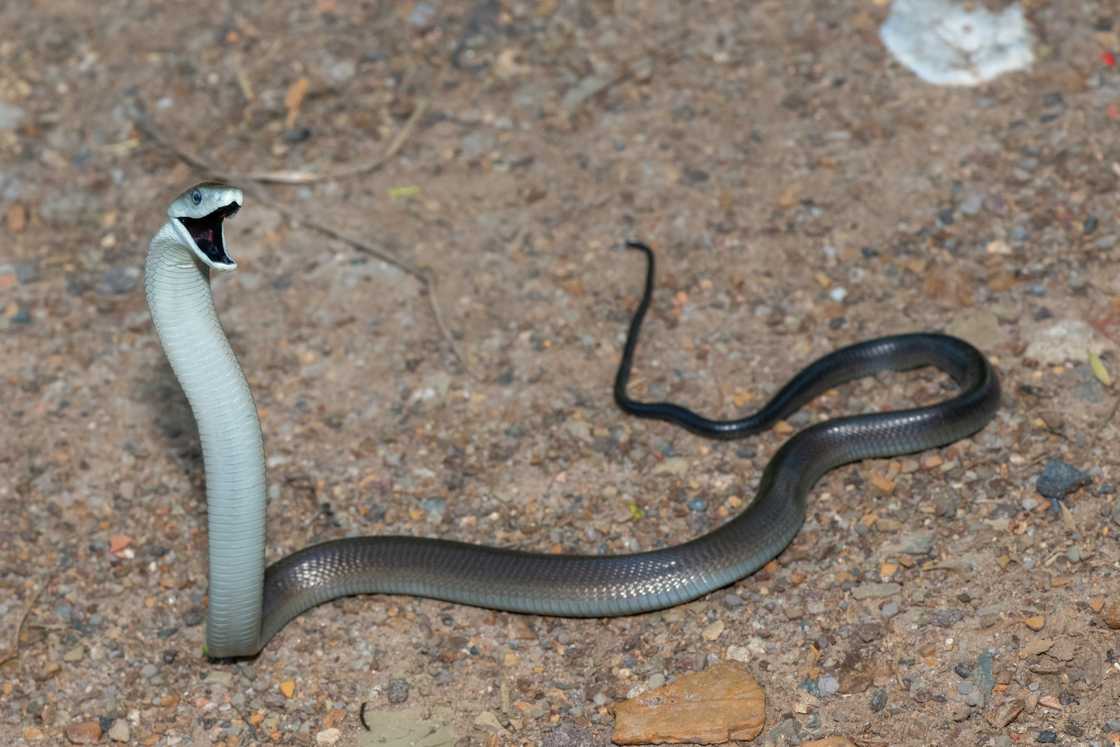 A deadly juvenile black mamba being defensive. A deadly juvenile black mamba being defensive.