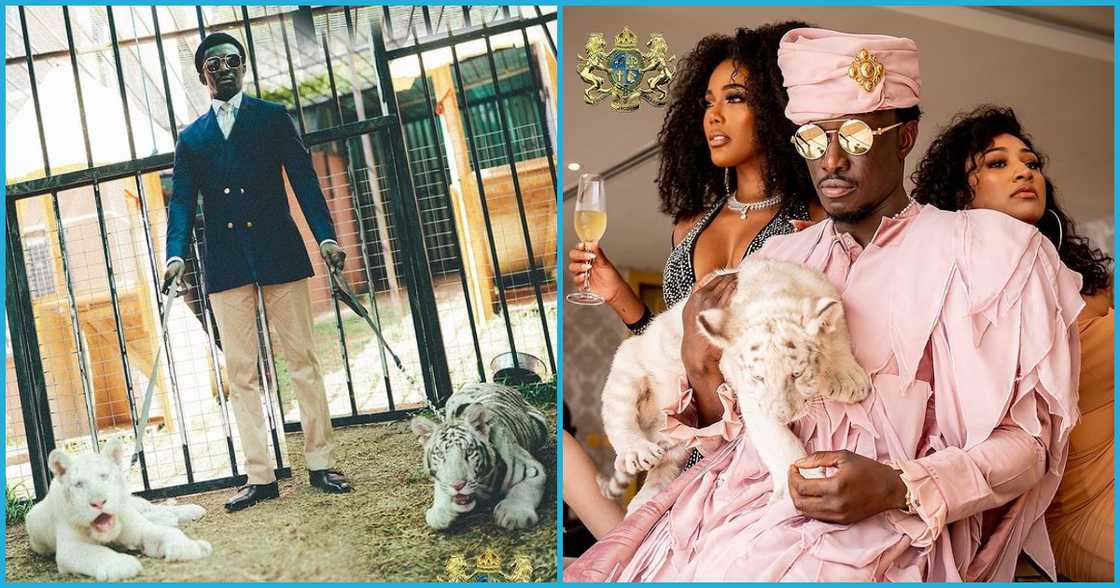 Cheddar aka Freedom Jacob Caesar and his tigers Cheddar aka Freedom Jacob Caesar and his tigers