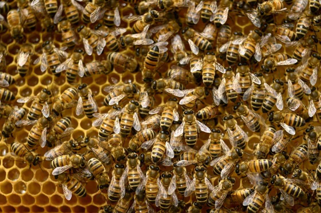 'What kills bees will one day damage people's health too,' warns French scientist Jean-Marc Bonmatin 'What kills bees will one day damage people's health too,' warns French scientist Jean-Marc Bonmatin