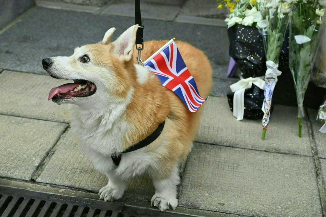 A pet corgi dog is seen with a Union flag outside the British consulate in Hong Kong. Queen Elizabeth owned a number of corgis over her lifetime A pet corgi dog is seen with a Union flag outside the British consulate in Hong Kong. Queen Elizabeth owned a number of corgis over her lifetime