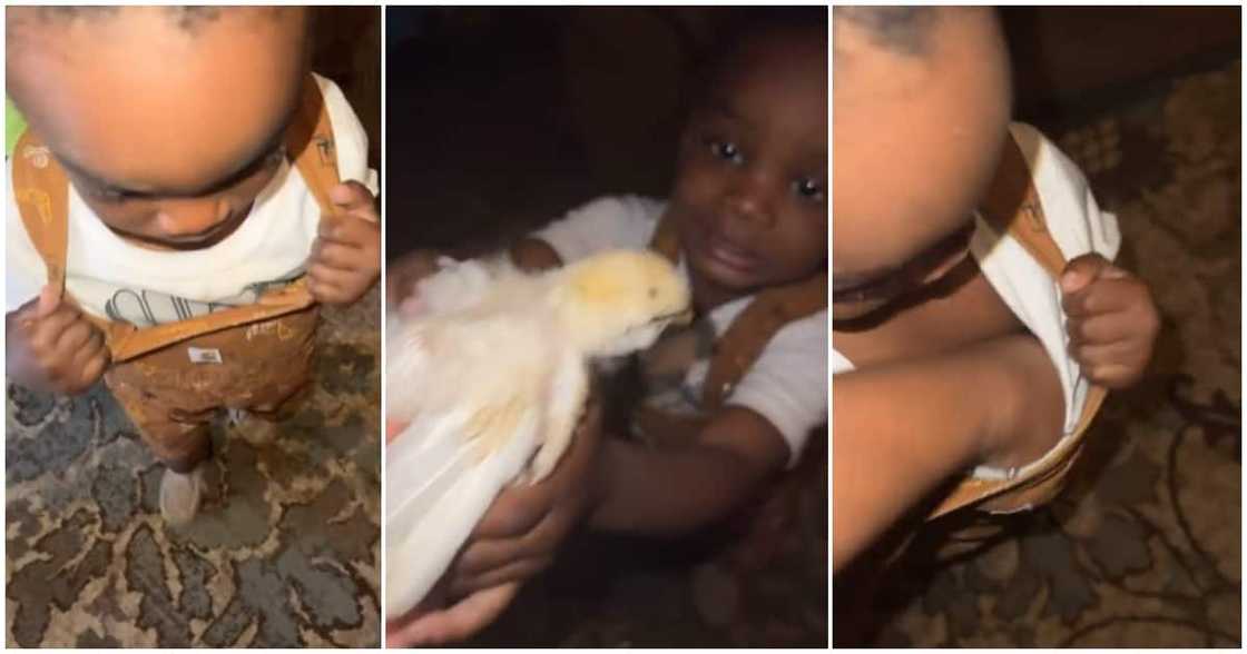 Dungarees, boy, live bird Dungarees, boy, live bird