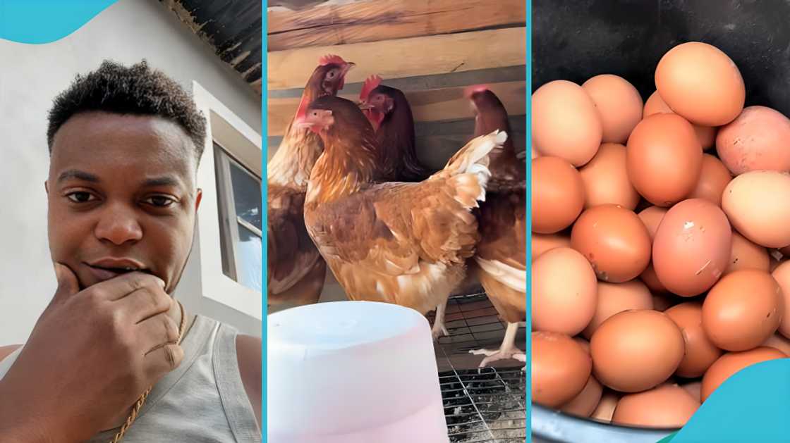 Poultry farming, Nigerian farmer, egg production, noiler chickens, agriculture business, agribusiness, livestock farming, poultry innovation Poultry farming, Nigerian farmer, egg production, noiler chickens, agriculture business, agribusiness, livestock farming, poultry innovation