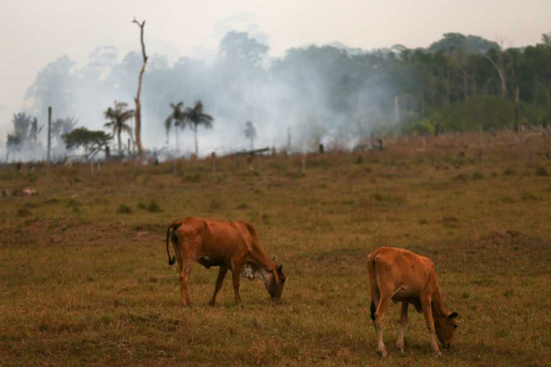 Experts say most deforestation in the Amazon is driven by farmers and land-grabbers clearing the forest for crops and cattle Experts say most deforestation in the Amazon is driven by farmers and land-grabbers clearing the forest for crops and cattle