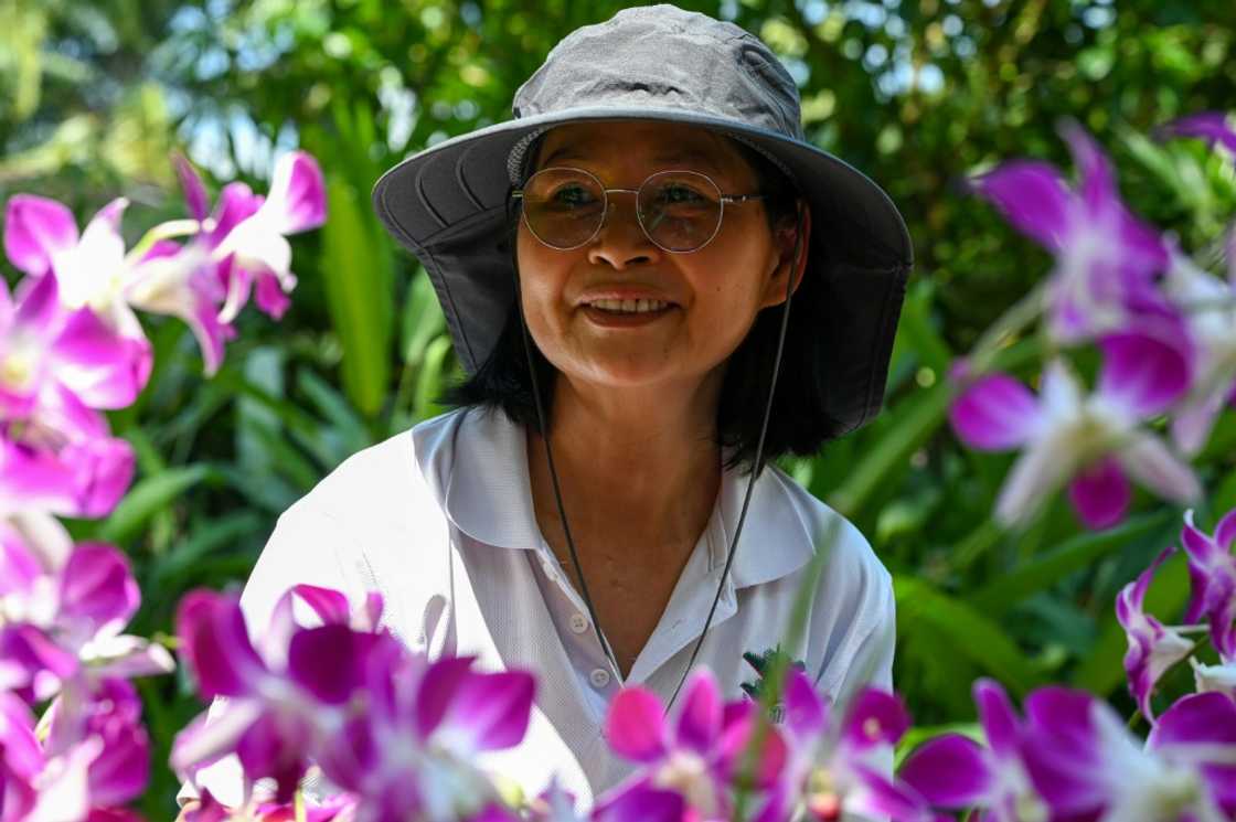 "Dendrobium Elizabeth is a majestic, robust and resilient plant," said Whang Lay Keng, curator at Singapore's National Orchid Garden "Dendrobium Elizabeth is a majestic, robust and resilient plant," said Whang Lay Keng, curator at Singapore's National Orchid Garden