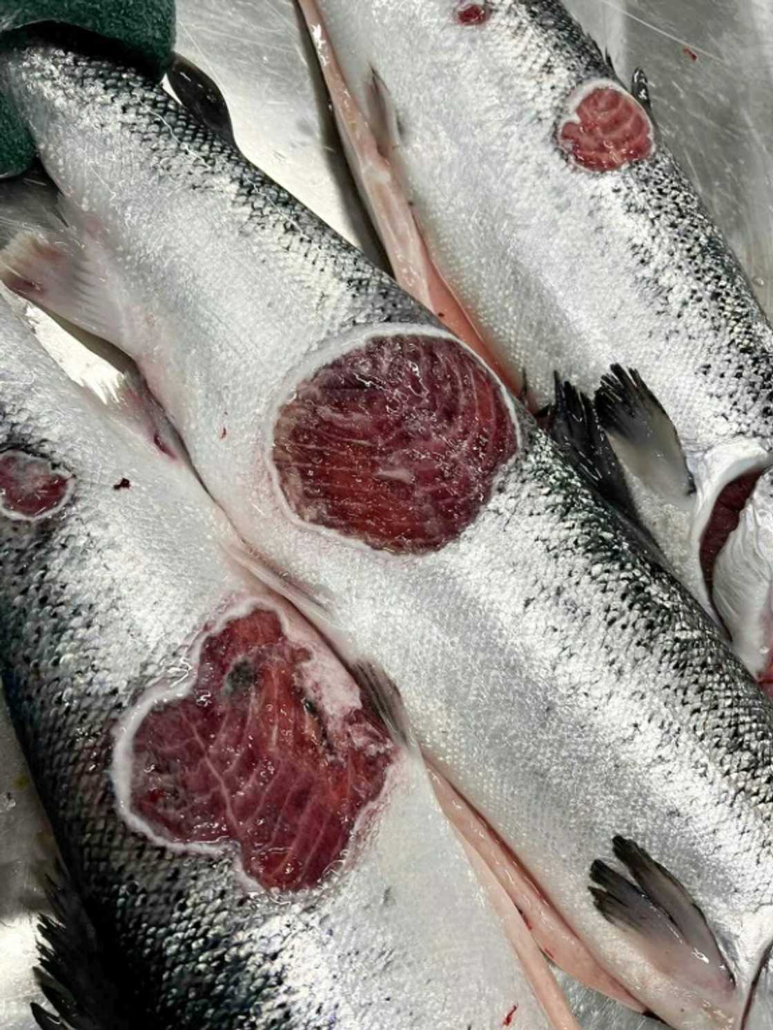 Low-quality salmon can only be exported if they are turned into a form such as fillets