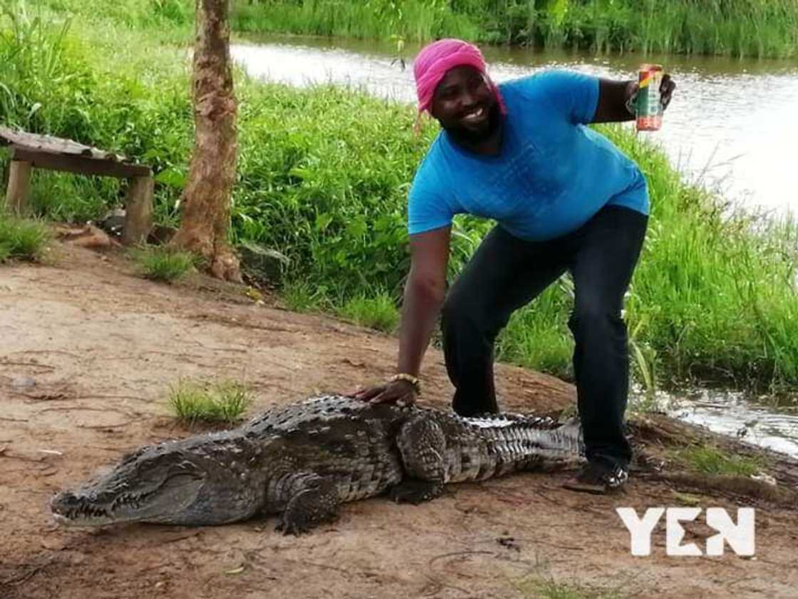 People & Places: A look into Volta region's Ave Dakpa Crocodile pond with friendly crocodiles (photos)