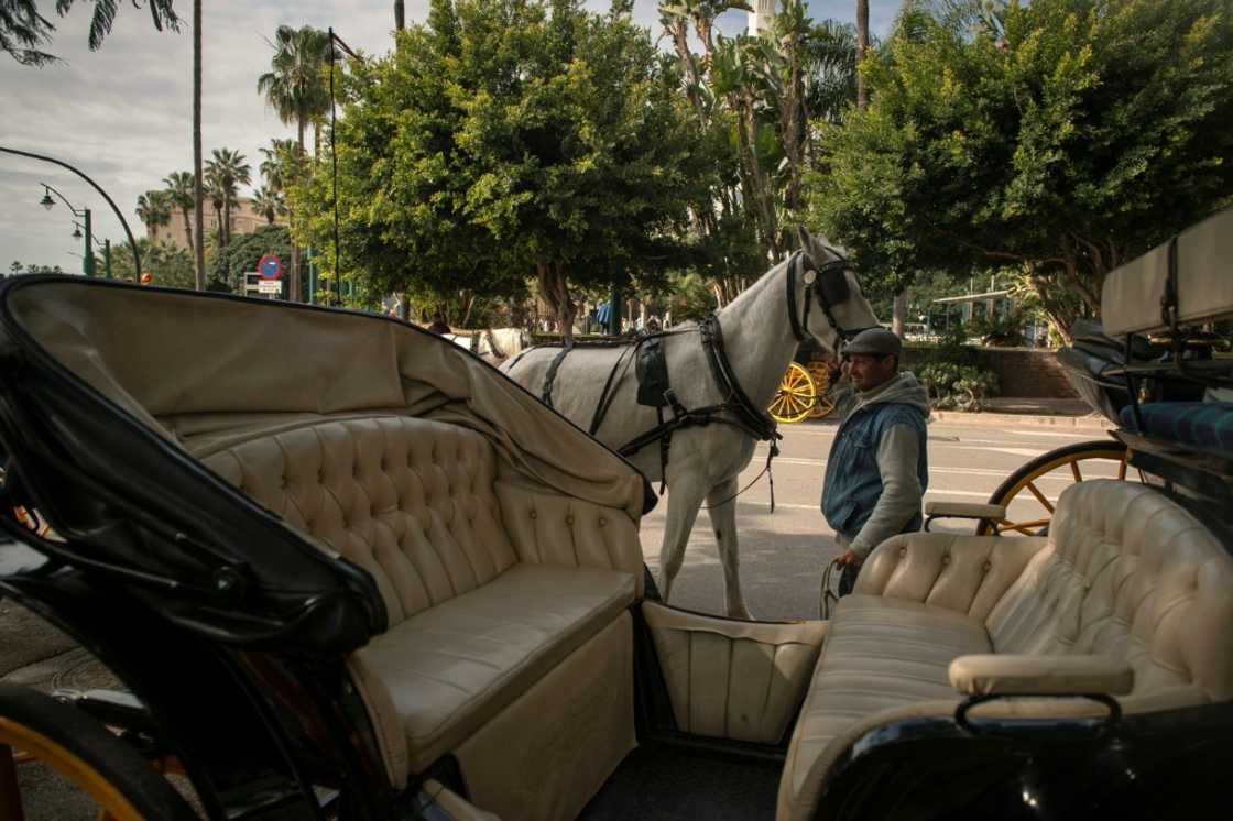 Malaga wants to ban horse-drawn carriages from its streets after years of criticism of the trade Malaga wants to ban horse-drawn carriages from its streets after years of criticism of the trade