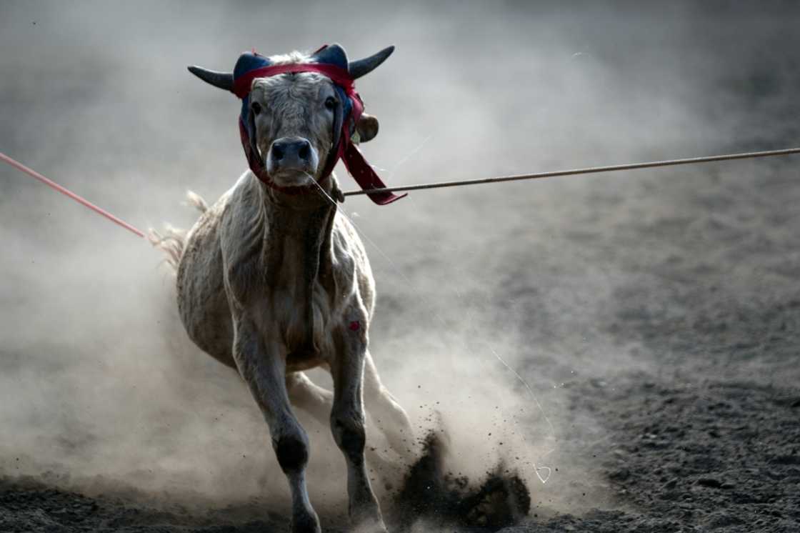 US agriculture officials are closing the southern border to cattle due to concerns over a flesh-eating pest detected in Mexican herds