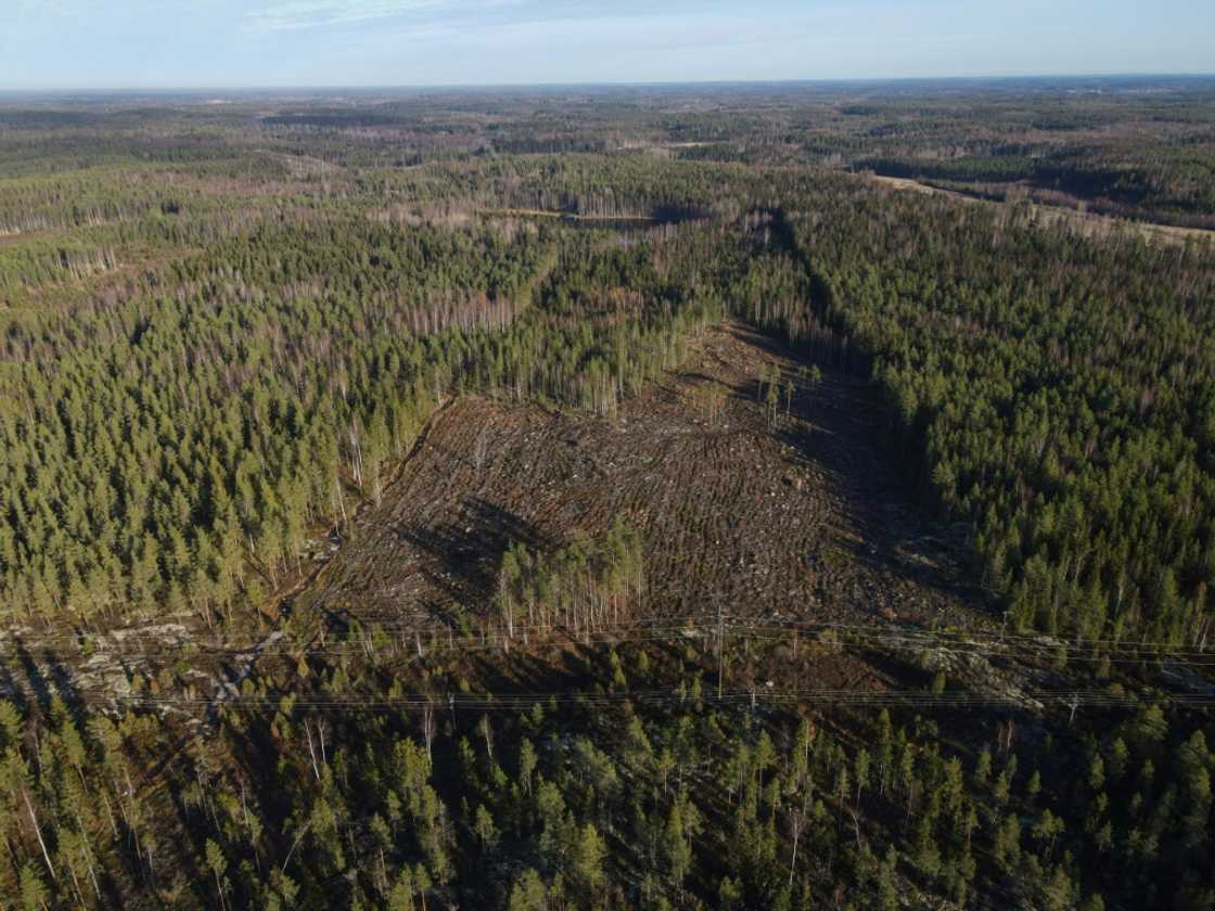 The EU wants restore by the end of the decade 20 percent of nature areas like forests and wetlands to the state they were in 70 years ago The EU wants restore by the end of the decade 20 percent of nature areas like forests and wetlands to the state they were in 70 years ago