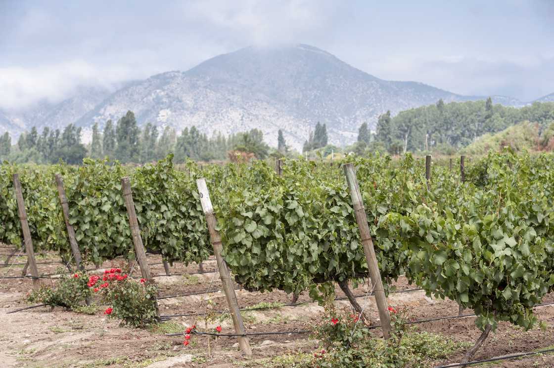 Grapes in a vineyard