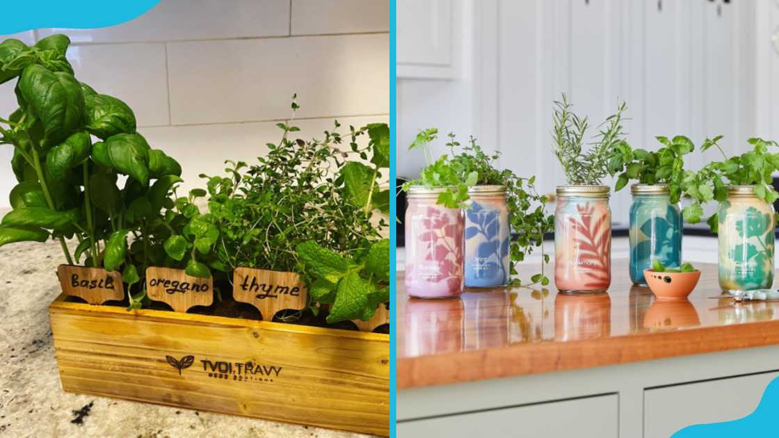 Aromatic herb kit Aromatic herb kit