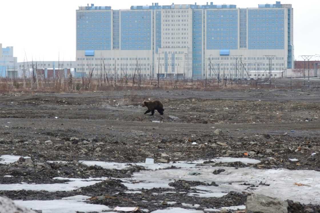 A brown bear strolls through wasteland in front of the hospital in the Arctic city of Norilsk, Russia in May 2022 A brown bear strolls through wasteland in front of the hospital in the Arctic city of Norilsk, Russia in May 2022