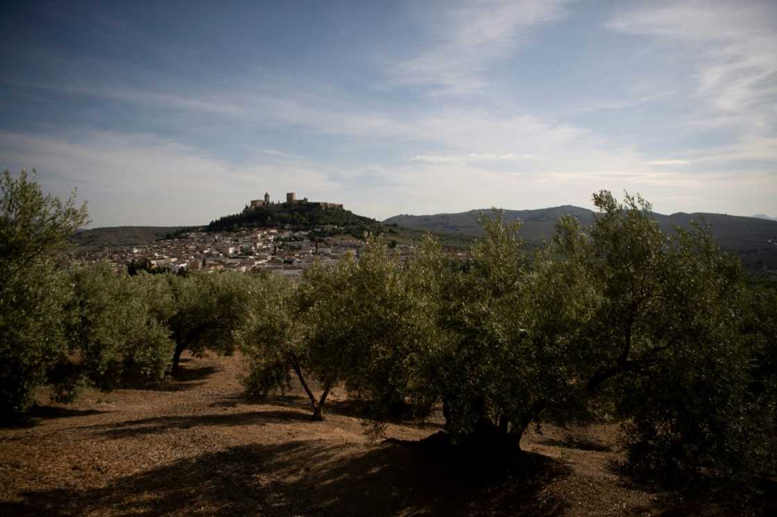 Many Andalusian farmers fear a repeat of last year's disastrous olive harvest Many Andalusian farmers fear a repeat of last year's disastrous olive harvest