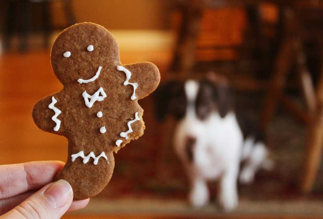 A homemade dog gingerbread A homemade dog gingerbread