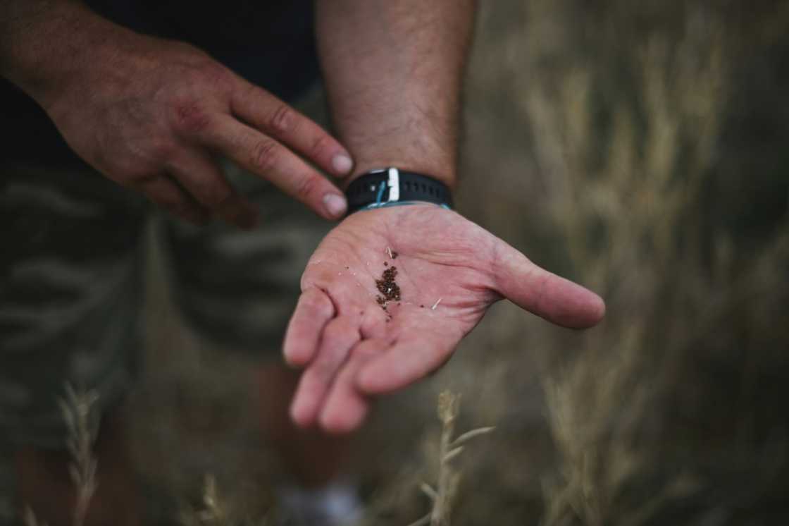 The Dijon region has been famous for its mustard seeds since the Middle Ages, but production has been decimated by pests