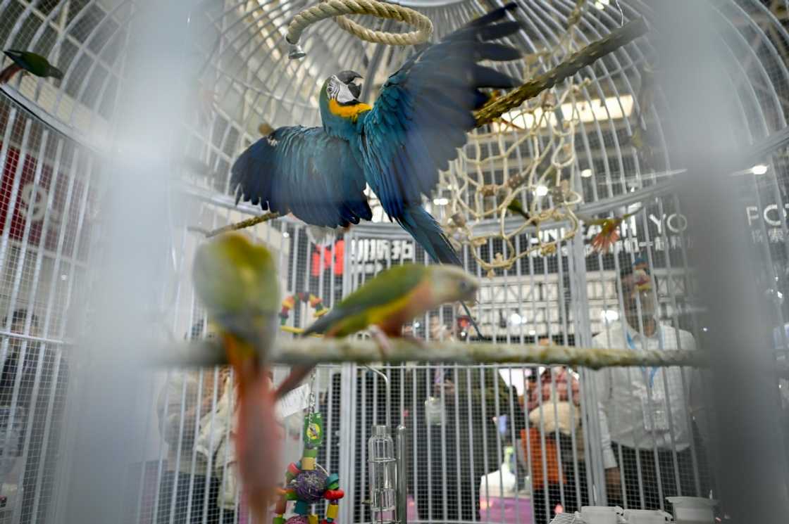 Animal rights groups have raised concerns about China's thriving exotic pet trade Animal rights groups have raised concerns about China's thriving exotic pet trade