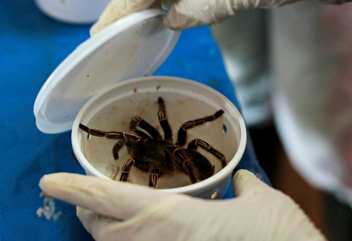 Tarantulas are a favorite with American clients Tarantulas are a favorite with American clients