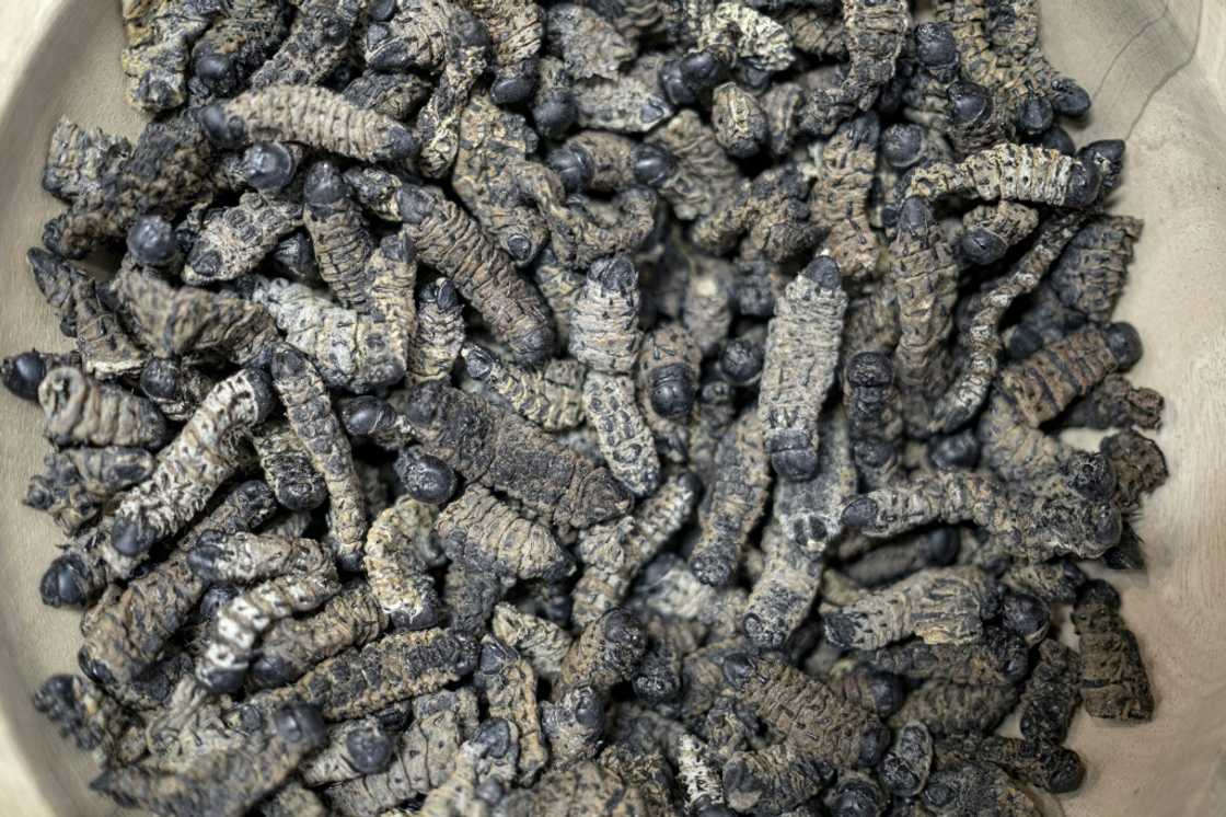 For many people, particularly from western European backgrounds, the idea of eating insects is riddled with fear and inhibition For many people, particularly from western European backgrounds, the idea of eating insects is riddled with fear and inhibition