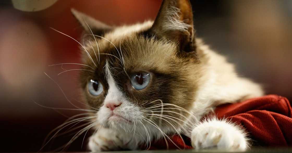 most important image on the internet most important image on the internet