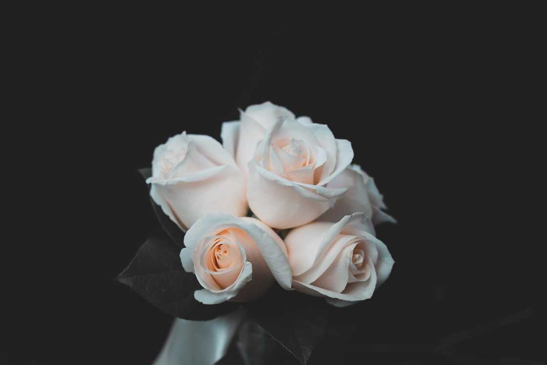 white roses meaning