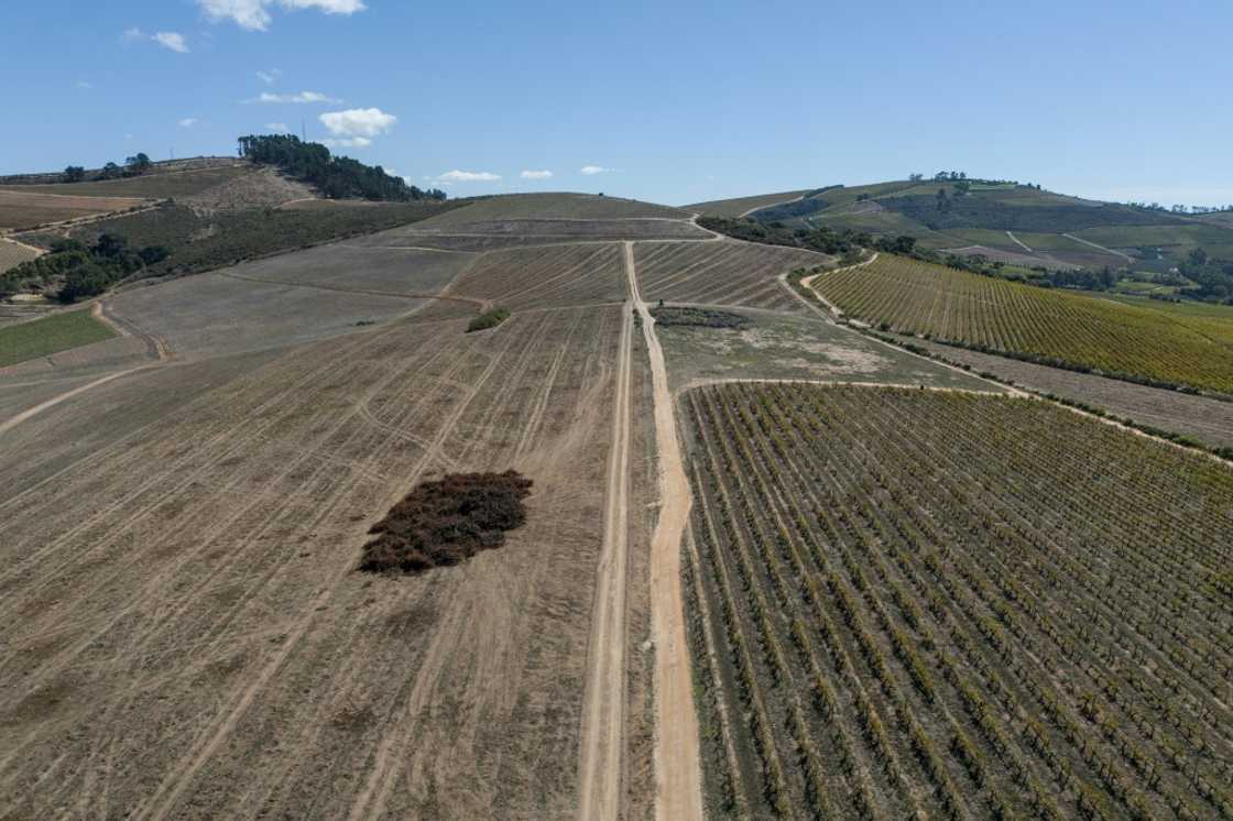Replanting is done in phases, with old vines notably Chenin keeping up production while the new ones grow Replanting is done in phases, with old vines notably Chenin keeping up production while the new ones grow