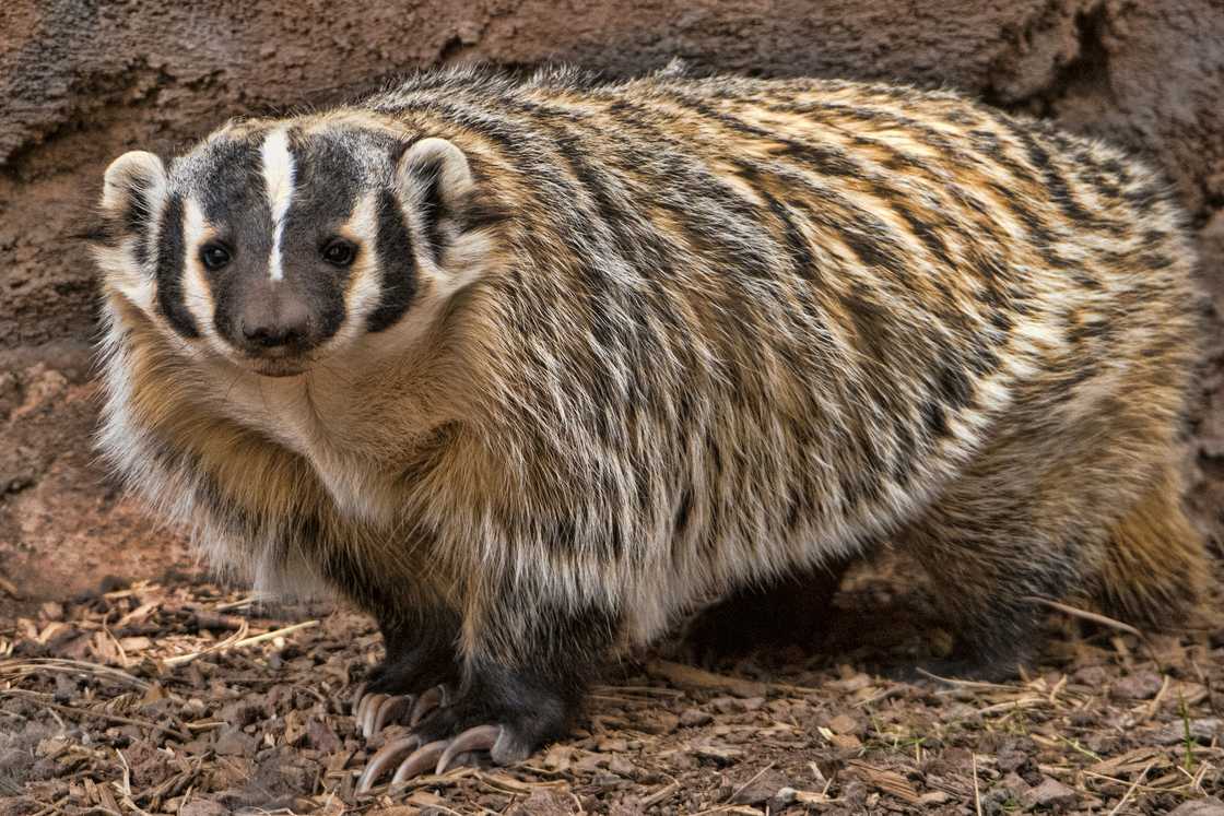 American badger