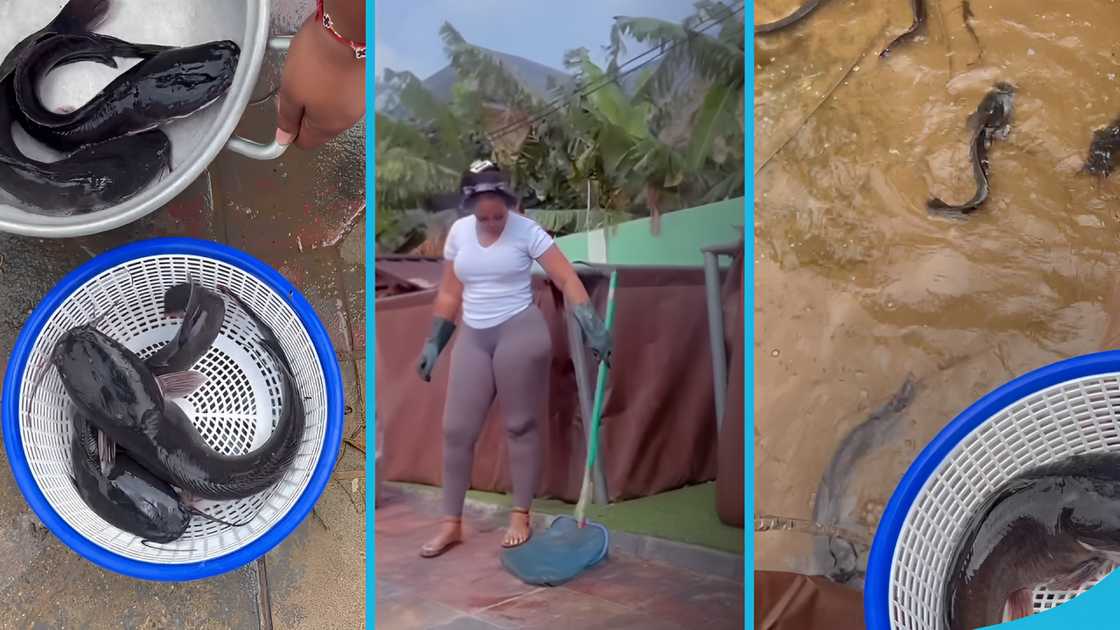 Michy, Cat fish farming, Majelle Farms, Michy's businesses, Michy and Majesty, Michy's mansion, Michy and Shata Wale Michy, Cat fish farming, Majelle Farms, Michy's businesses, Michy and Majesty, Michy's mansion, Michy and Shata Wale