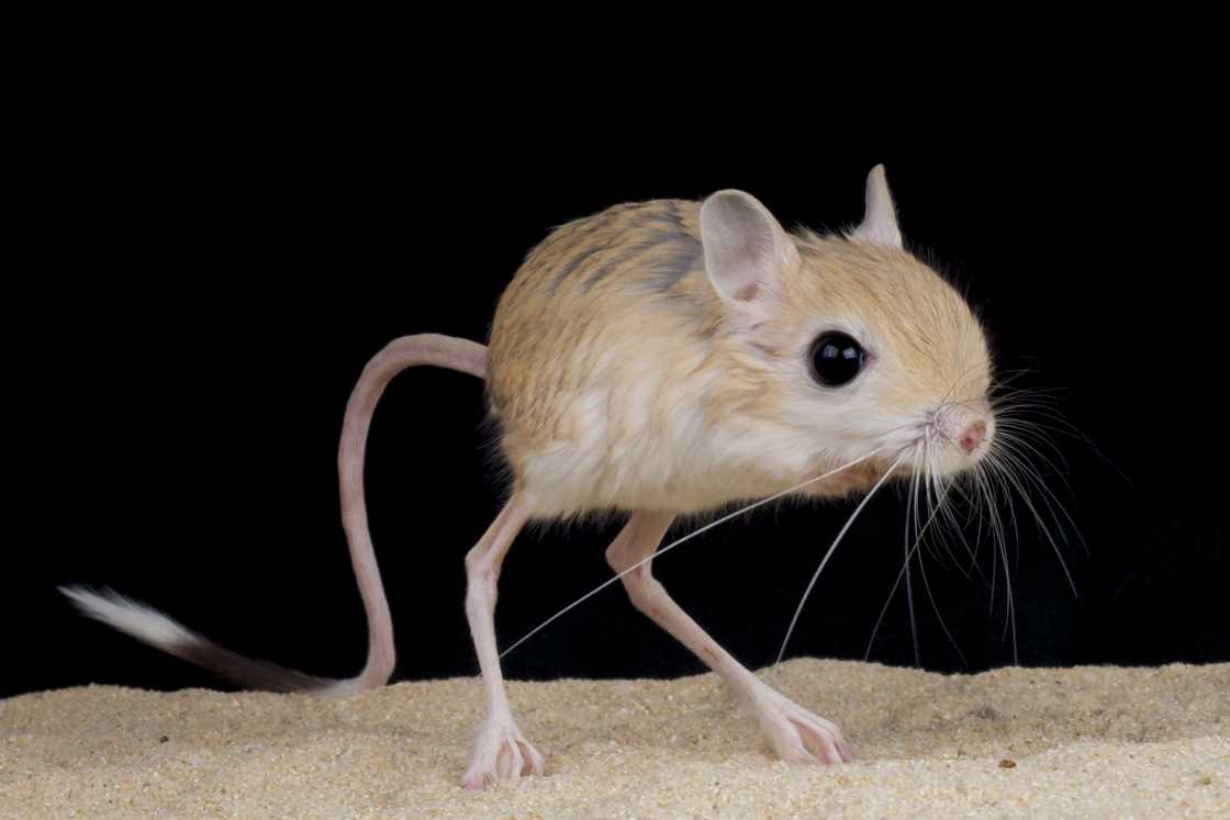 The Jerboa is a medium-sized rodent with kangaroo-like legs The Jerboa is a medium-sized rodent with kangaroo-like legs