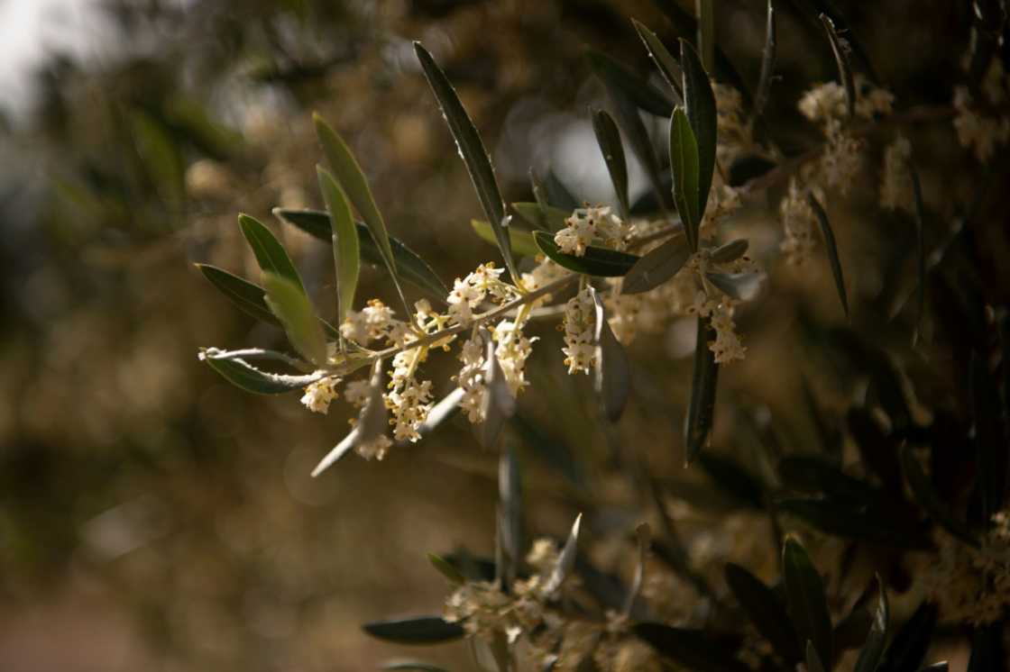 Conditions deteriorated in April with a heatwave just as the olive trees were in bloom Conditions deteriorated in April with a heatwave just as the olive trees were in bloom