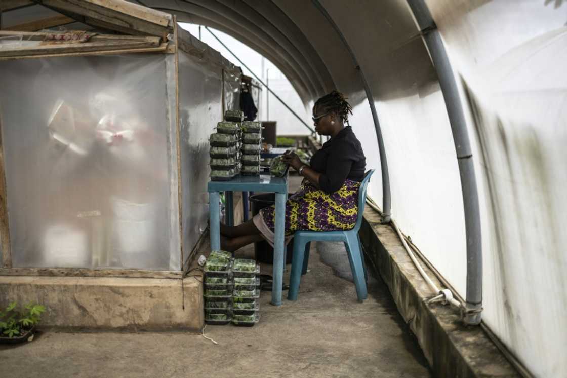 A worker marks boxes of cassava, seen by the government as a 'strategic asset' in Nigeria, in a greenhouse on the IITA campus A worker marks boxes of cassava, seen by the government as a 'strategic asset' in Nigeria, in a greenhouse on the IITA campus