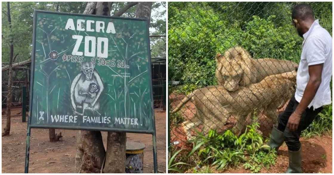 The Accra Zoo has been shut down pending further investigations into Sunday's lion attack which claimed a life. The Accra Zoo has been shut down pending further investigations into Sunday's lion attack which claimed a life.