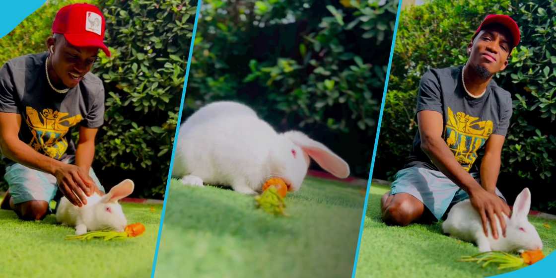 Kofi Kinaata plays with his pet rabbit in a garden