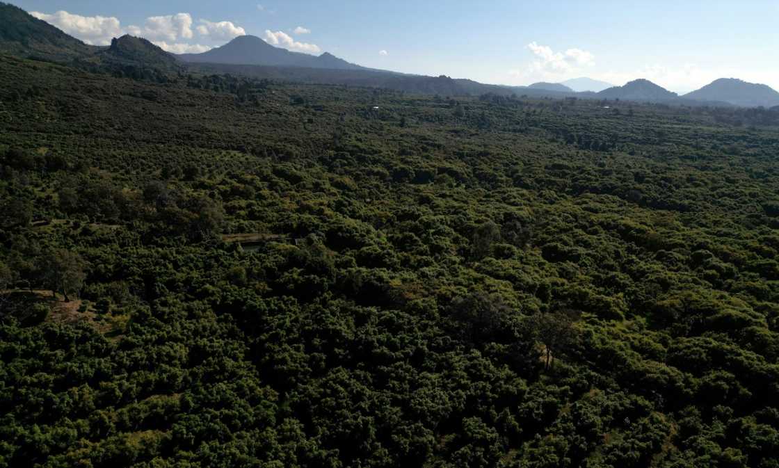 Michoacan is one of Mexico's most dangerous states, and drug cartels battle for a share of its agricultural riches Michoacan is one of Mexico's most dangerous states, and drug cartels battle for a share of its agricultural riches