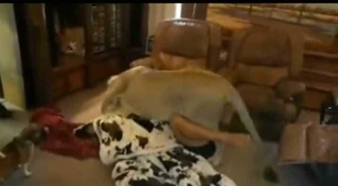 Man wrestles a lion Man wrestles a lion