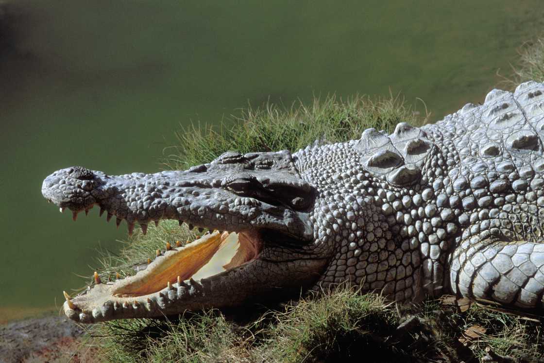 Australian saltwater crocodile basking connected the slope with jaws open. Australian saltwater crocodile basking connected the slope with jaws open.