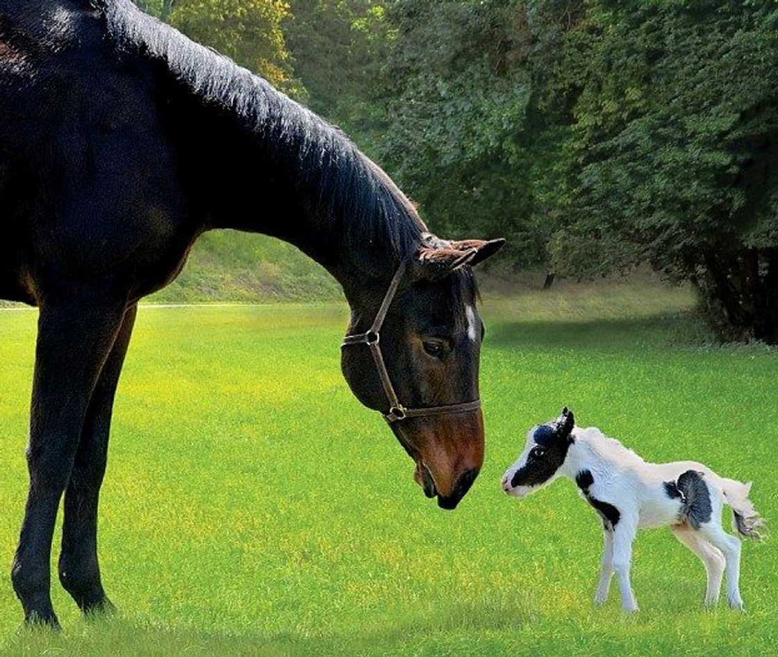 Einstein the horse Einstein the horse