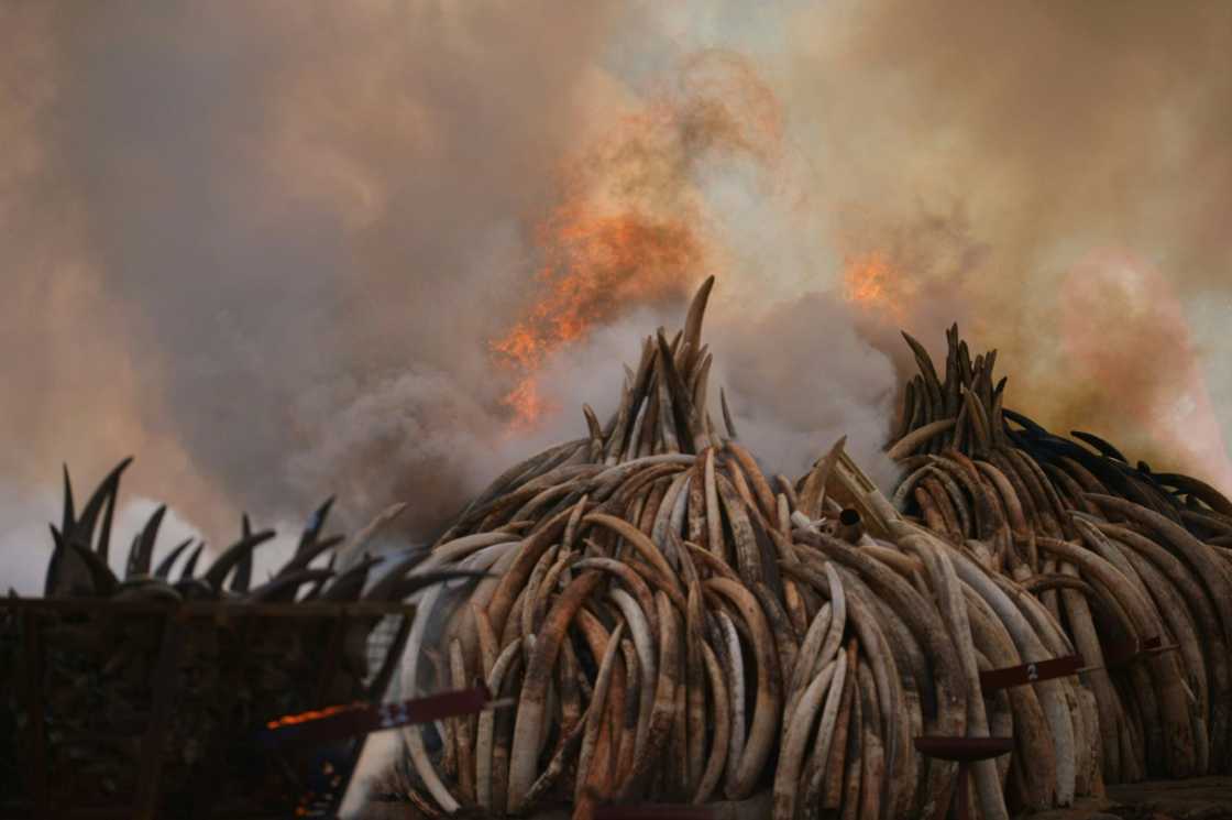 Stacks of ivory and rhinoceros horns burn in Kenya in the world's biggest ivory bonfire in 2016 Stacks of ivory and rhinoceros horns burn in Kenya in the world's biggest ivory bonfire in 2016
