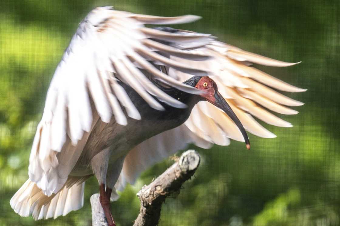 Also known as the Asian crested ibis, Japan's last toki died in 2003