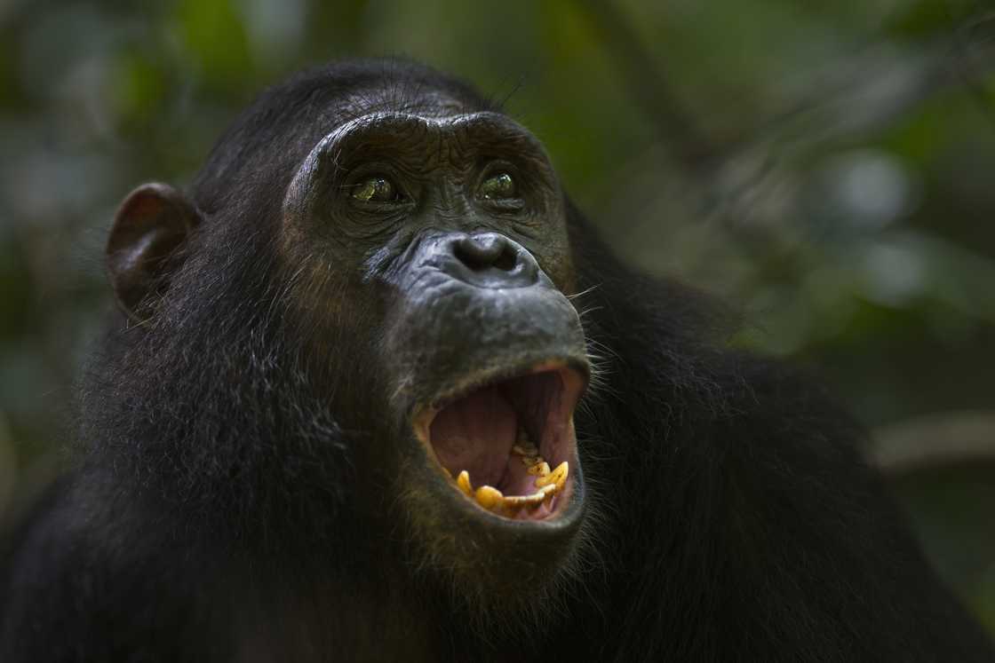 An teen eastbound chimpanzee astatine Gombe National Park, Tanzania. An teen eastbound chimpanzee astatine Gombe National Park, Tanzania.