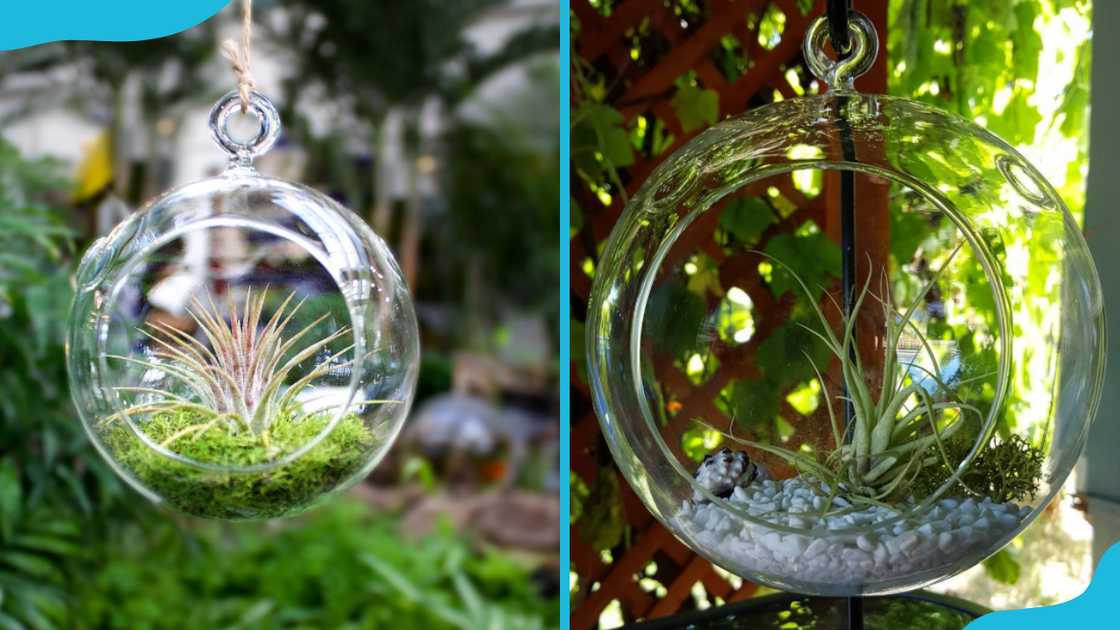 Hanging glass orbs Hanging glass orbs