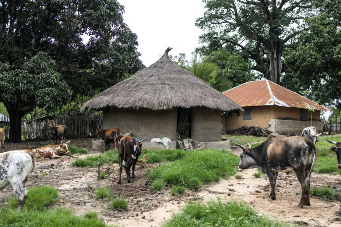 Diatta, dubbed the 'Queen of Kabrousse' after the village where she was born, was suspected of fomenting an anti-colonial revolt