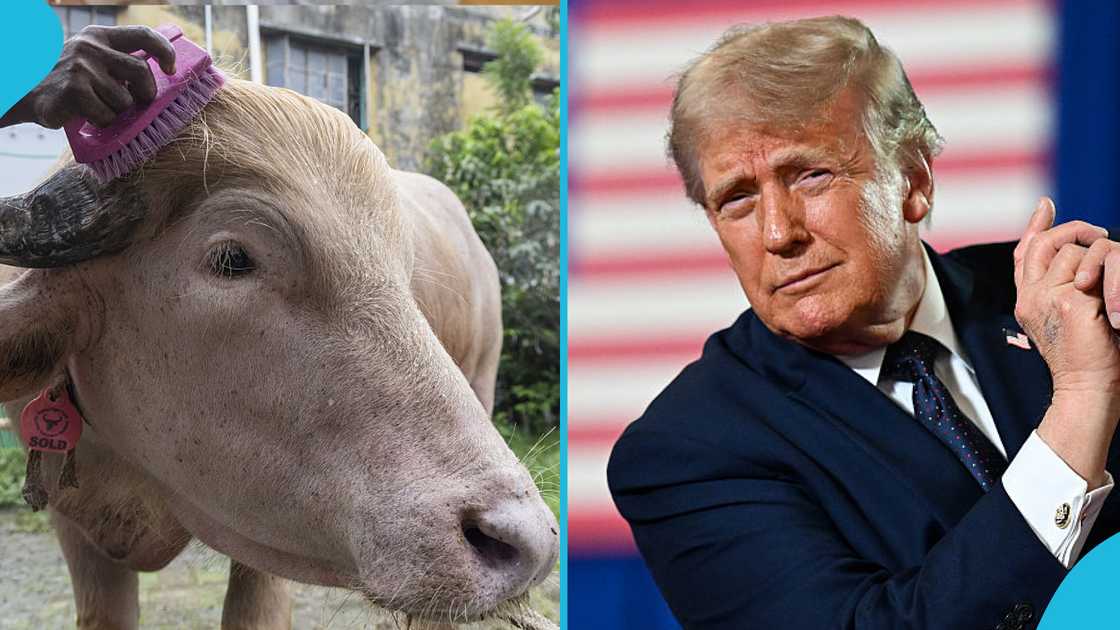 albino buffalo, Donald Trump